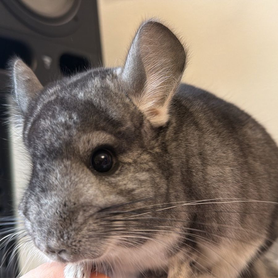 Молодой самец шиншиллы стандарт носитель эбони