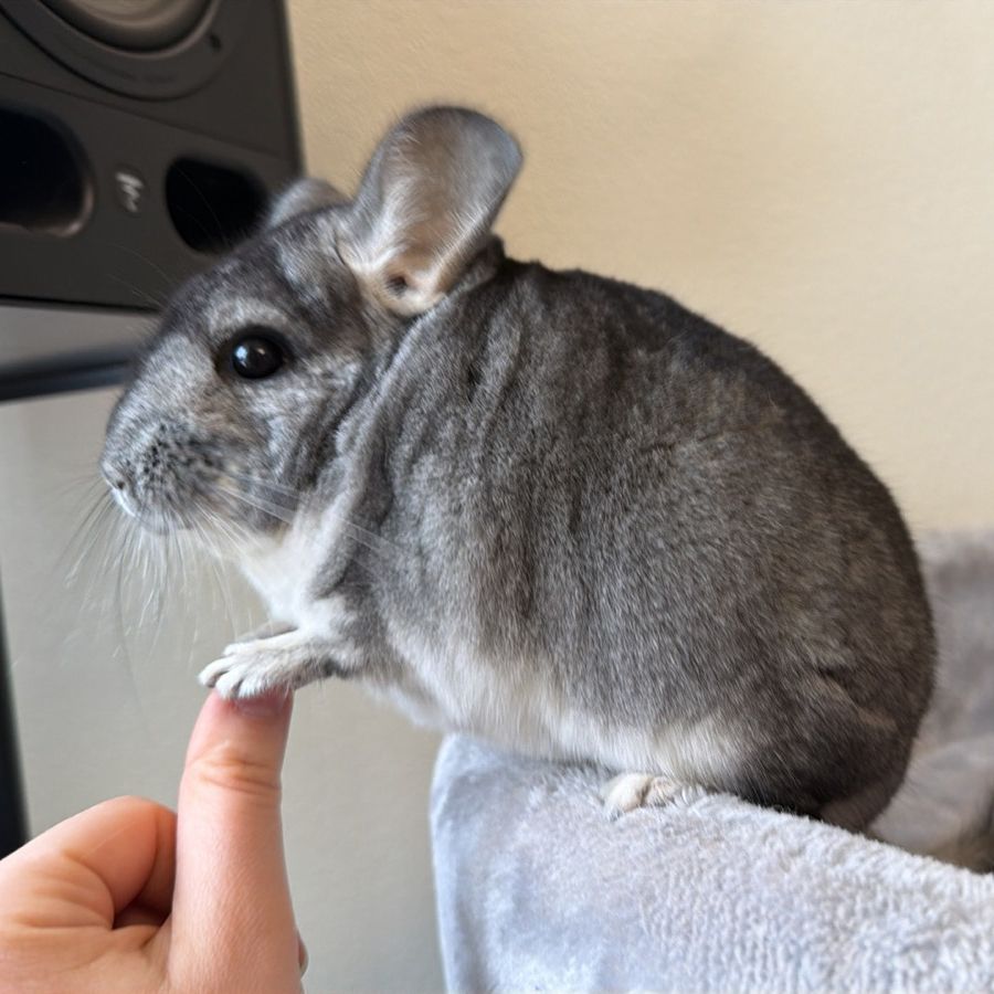 Молодой самец шиншиллы стандарт носитель эбони