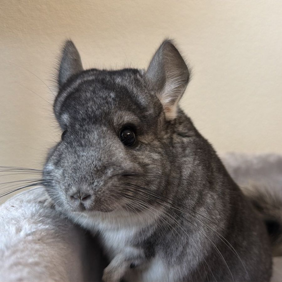 Молодой самец шиншиллы стандарт носитель эбони