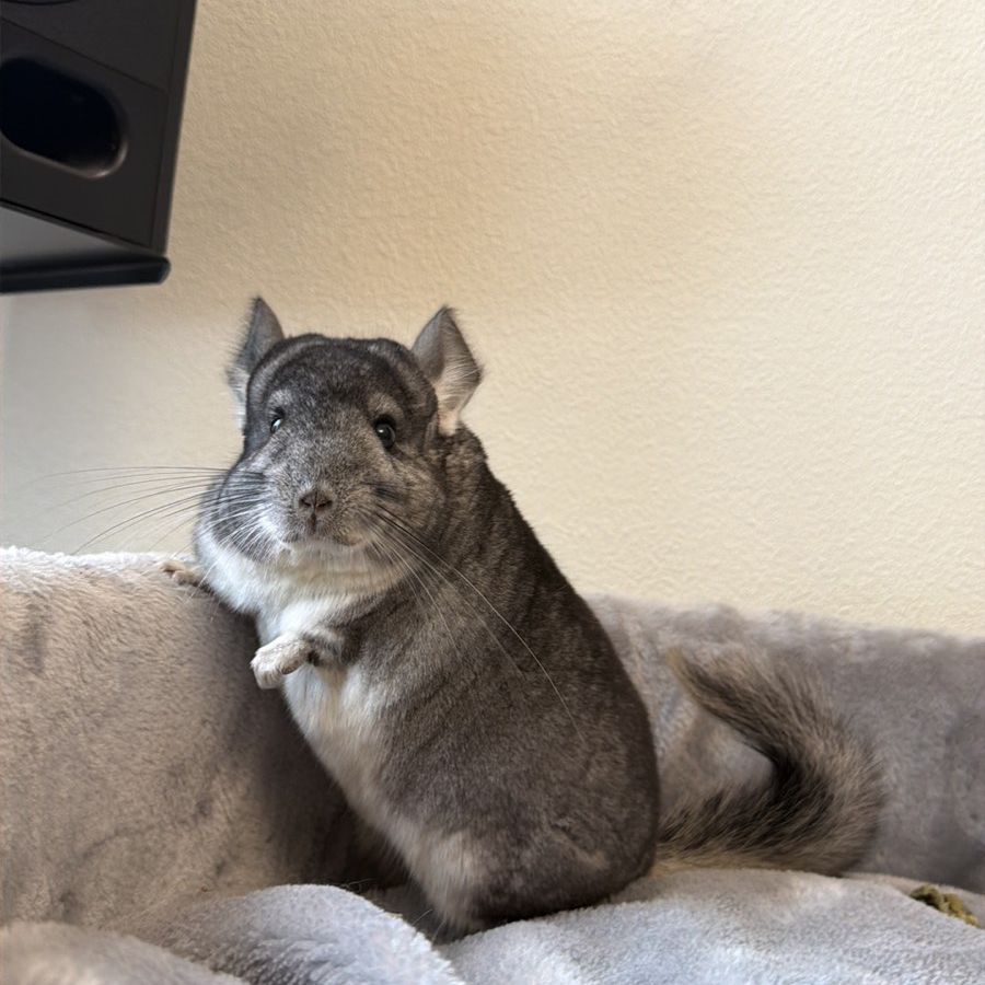 Молодой самец шиншиллы стандарт носитель эбони