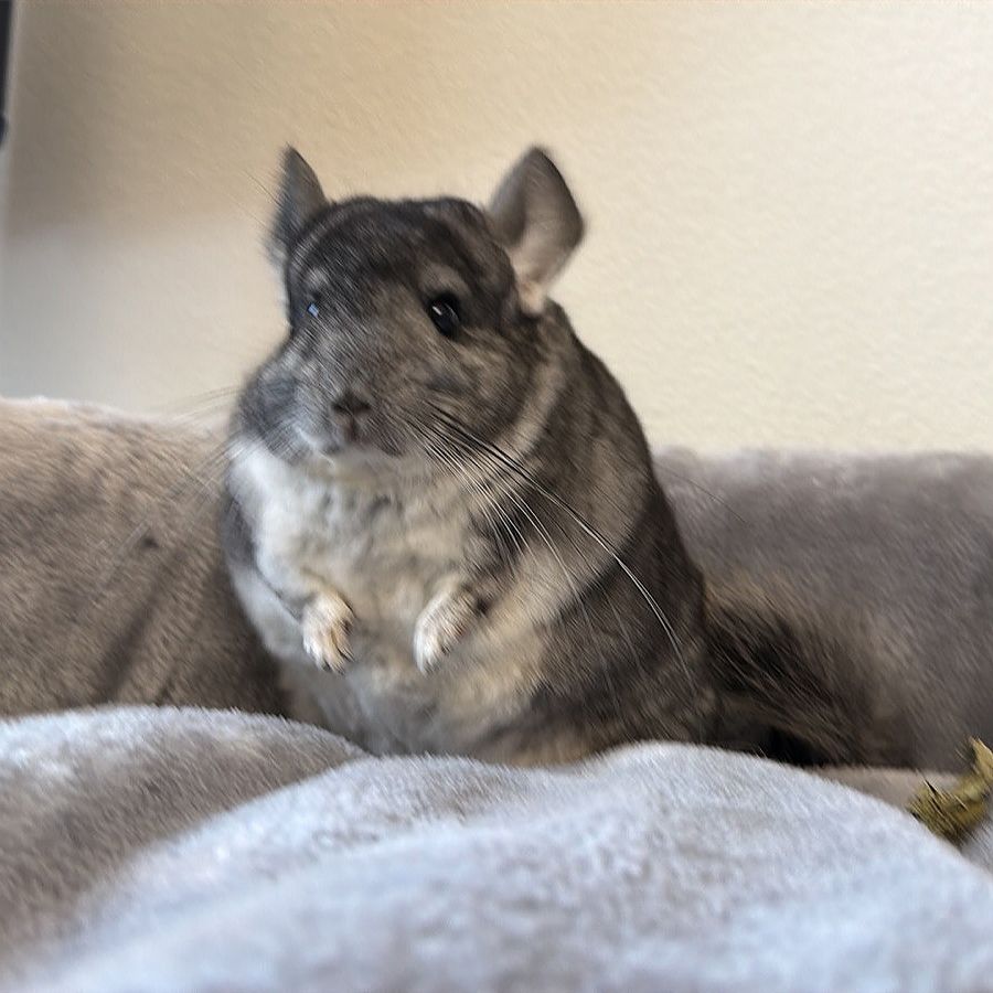 Молодой самец шиншиллы стандарт носитель эбони