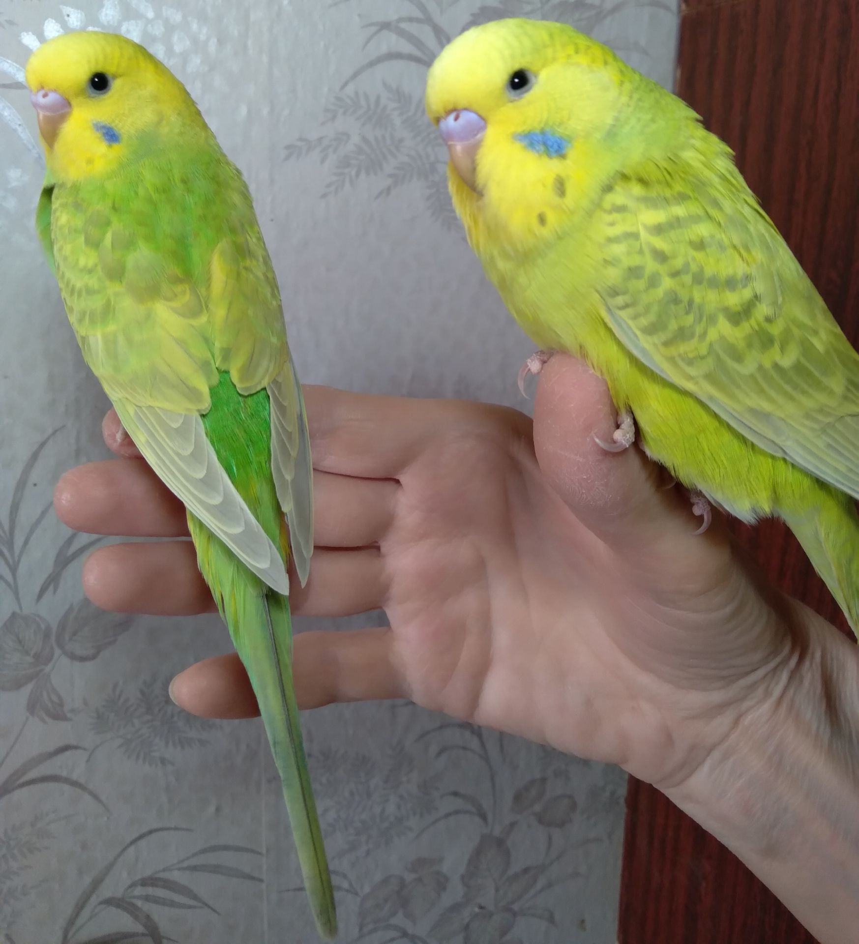 Ручные птенчики мальчики волнистые попугайчики