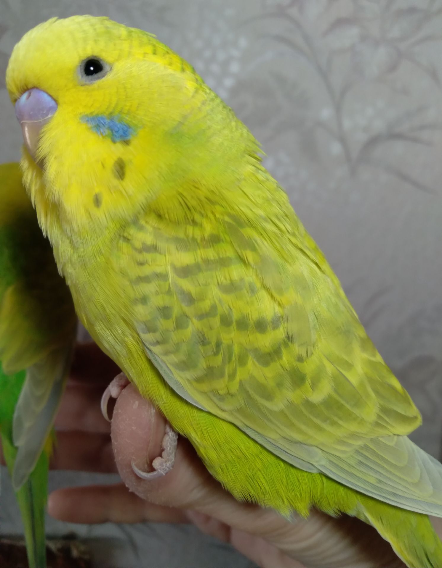 Ручные птенчики мальчики волнистые попугайчики