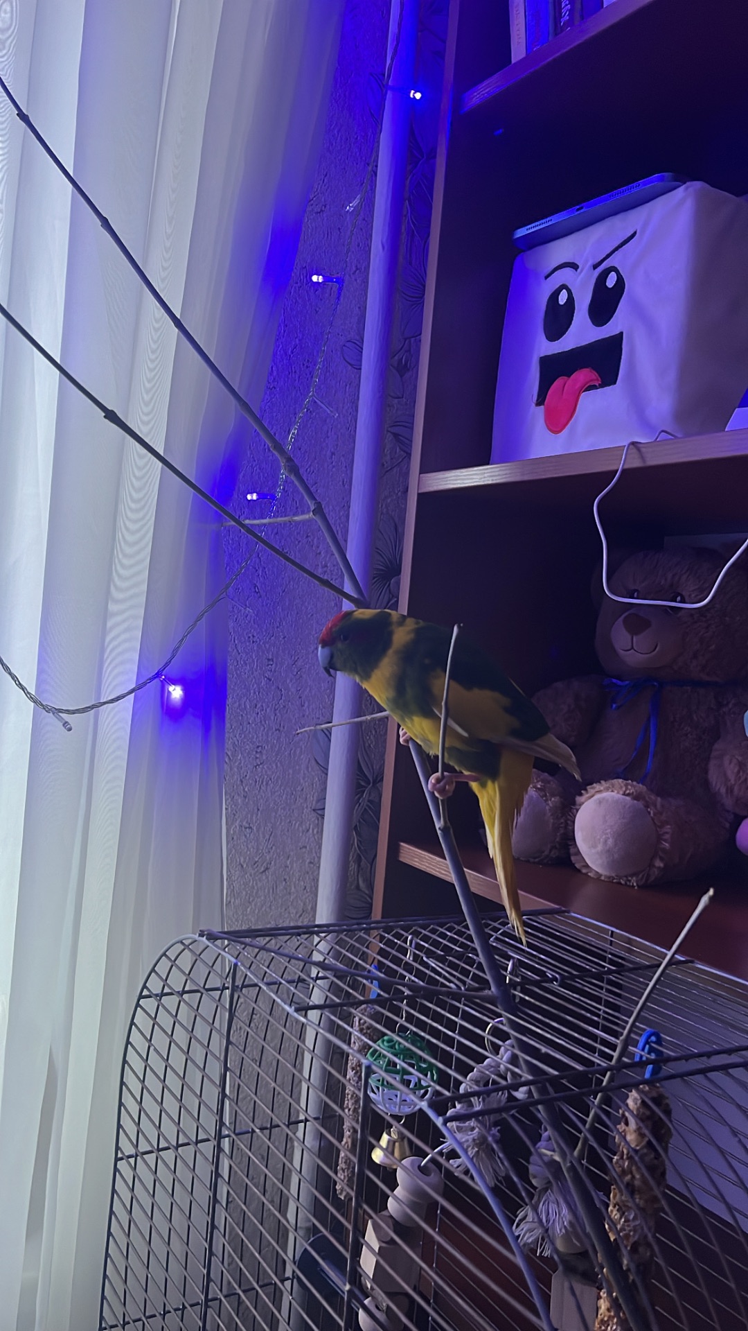 Папуги какарік