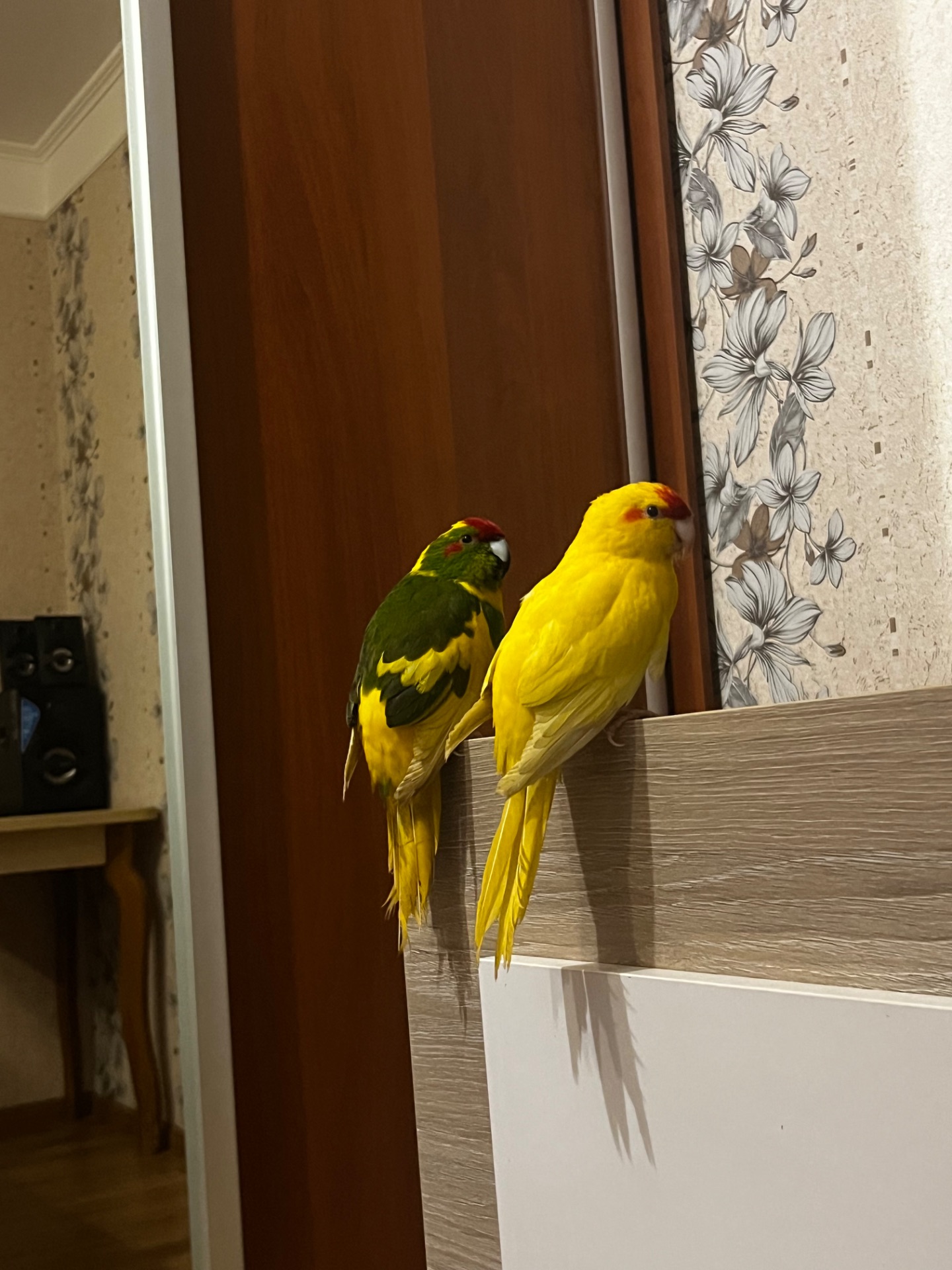 Папуги какарік