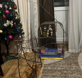 Папуги какарік