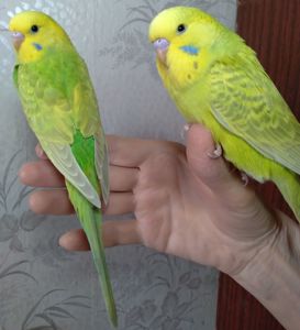 Ручные птенчики мальчики волнистые попугайчики