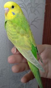 Ручные птенчики мальчики волнистые попугайчики