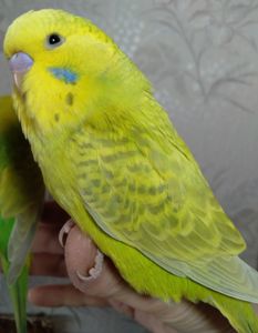 Ручные птенчики мальчики волнистые попугайчики