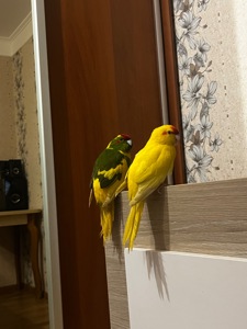 Папуги какарік