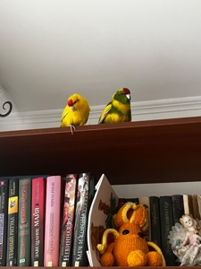 Папуги какарік