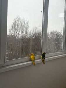 Папуги какарік