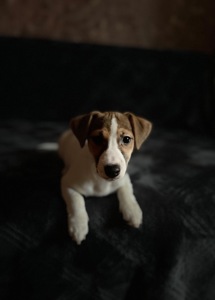 Цуценята Джек рассел тер'єр