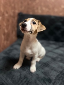 Цуценята Джек рассел тер'єр