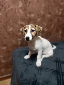 Цуценята Джек рассел тер'єр