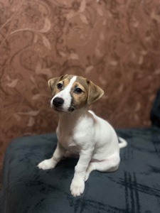 Цуценята Джек рассел тер'єр