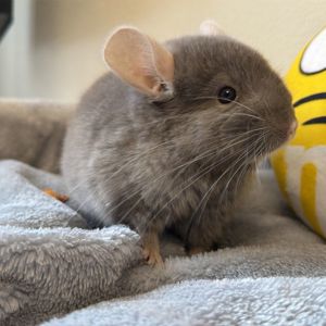 Маленький самец шиншиллы Коричневый эбони