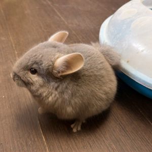 Маленький самец шиншиллы Коричневый эбони