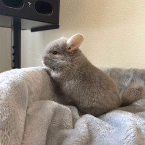 Маленький самец шиншиллы Коричневый эбони