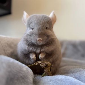 Маленький самец шиншиллы Коричневый эбони