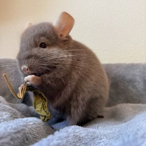 Маленький самец шиншиллы Коричневый эбони