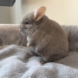 Маленький самец шиншиллы Коричневый эбони