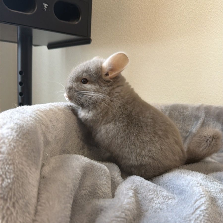 Маленький самец шиншиллы Коричневый эбони