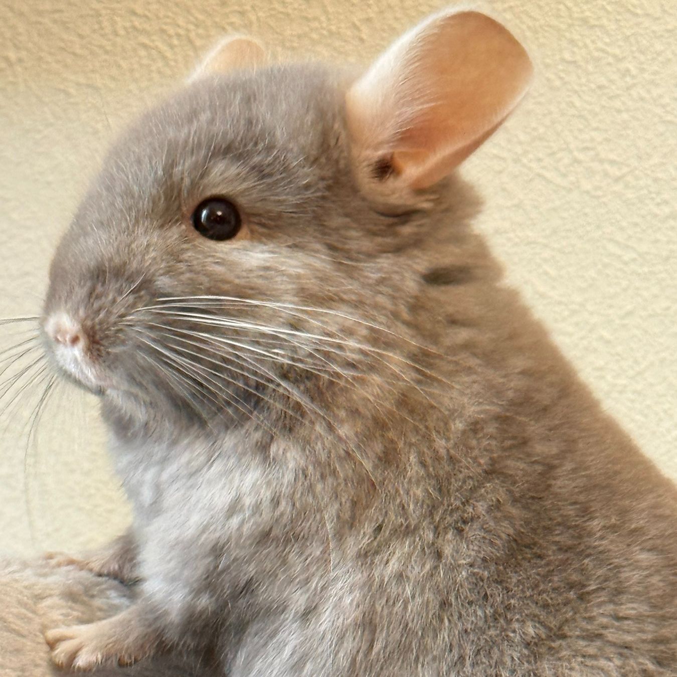 Маленький самец шиншиллы Коричневый эбони