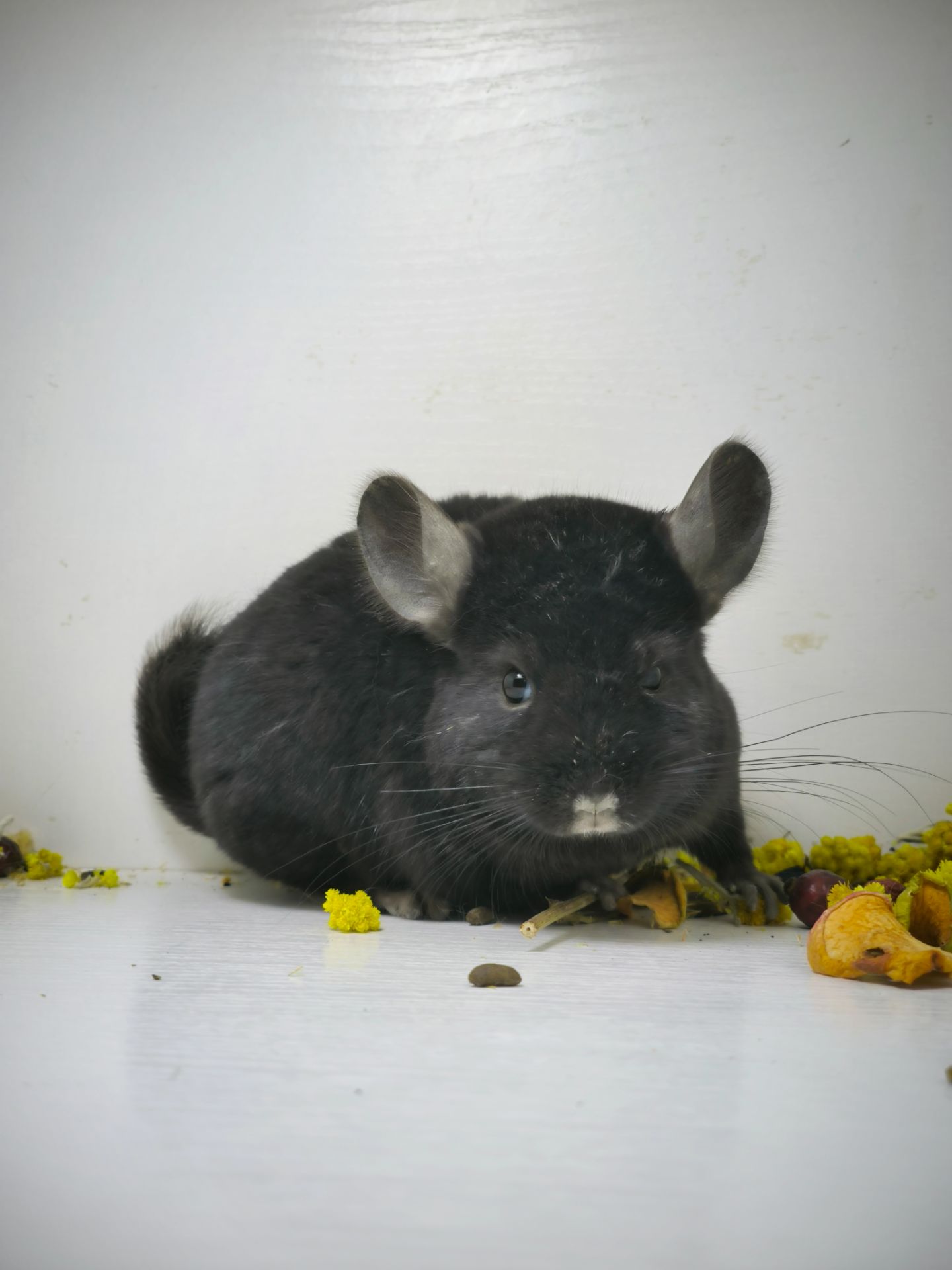 Дівчинка шиншила носій Ангори і фіолету