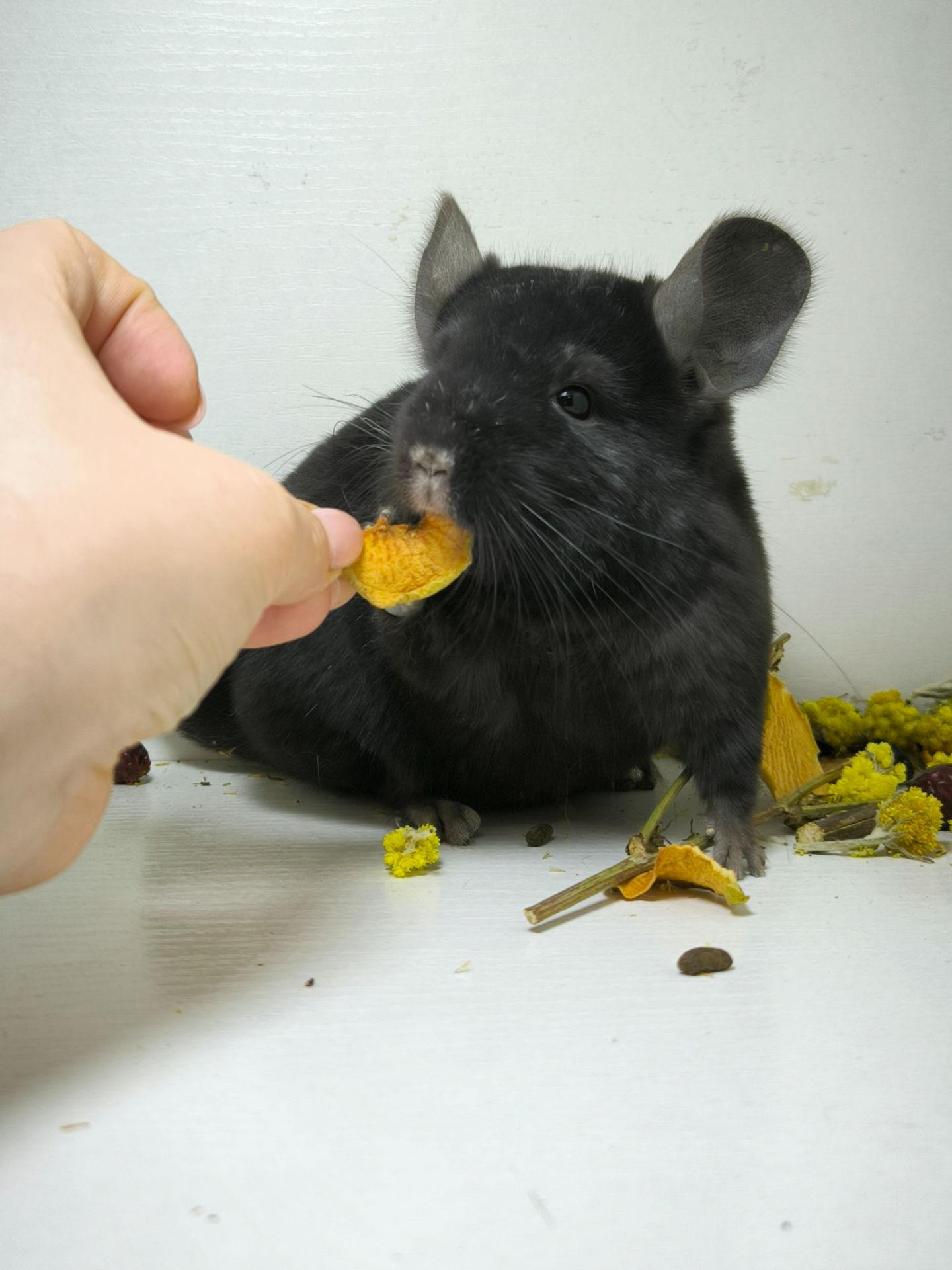 Дівчинка шиншила носій Ангори і фіолету