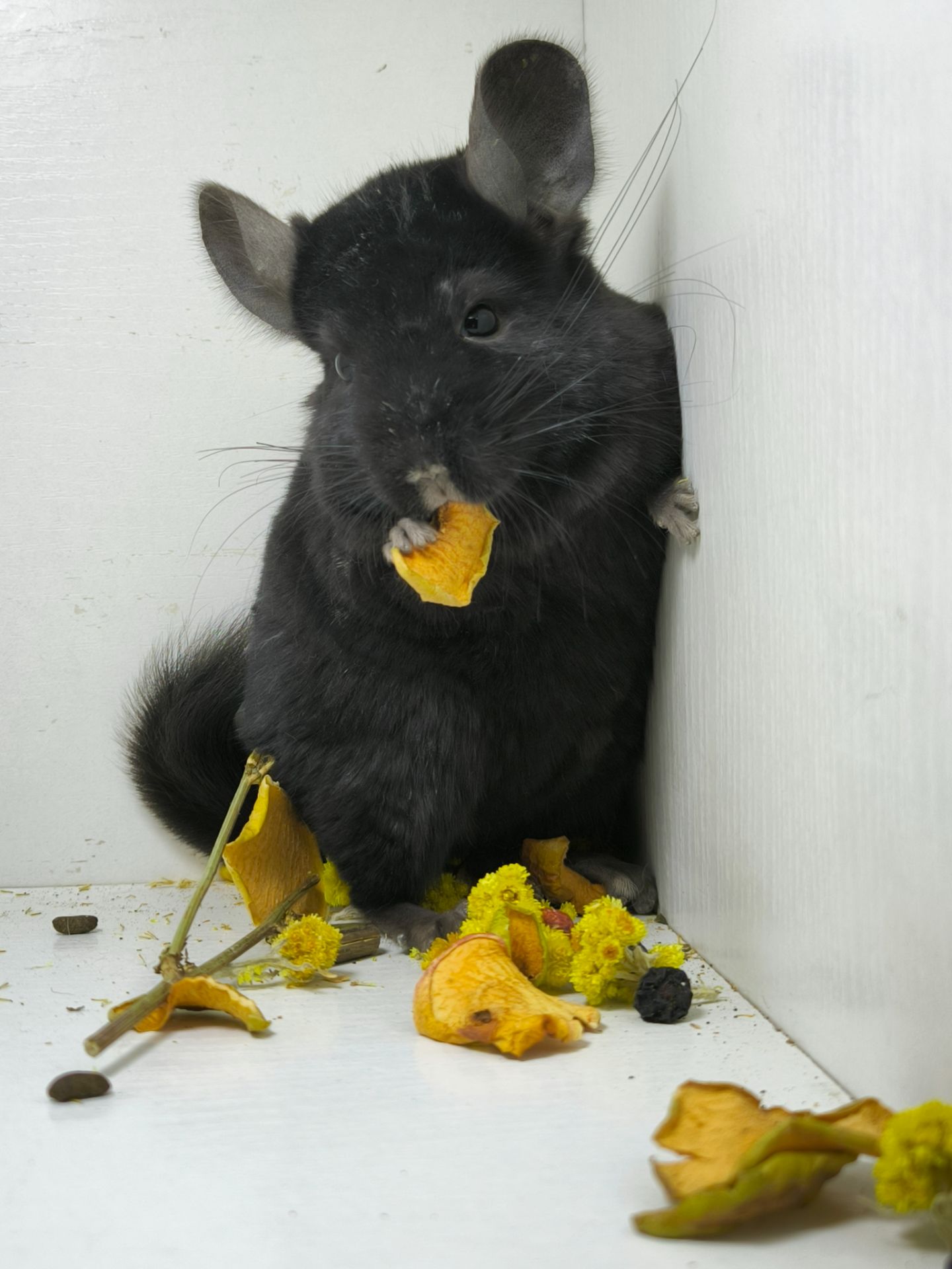 Дівчинка шиншила носій Ангори і фіолету