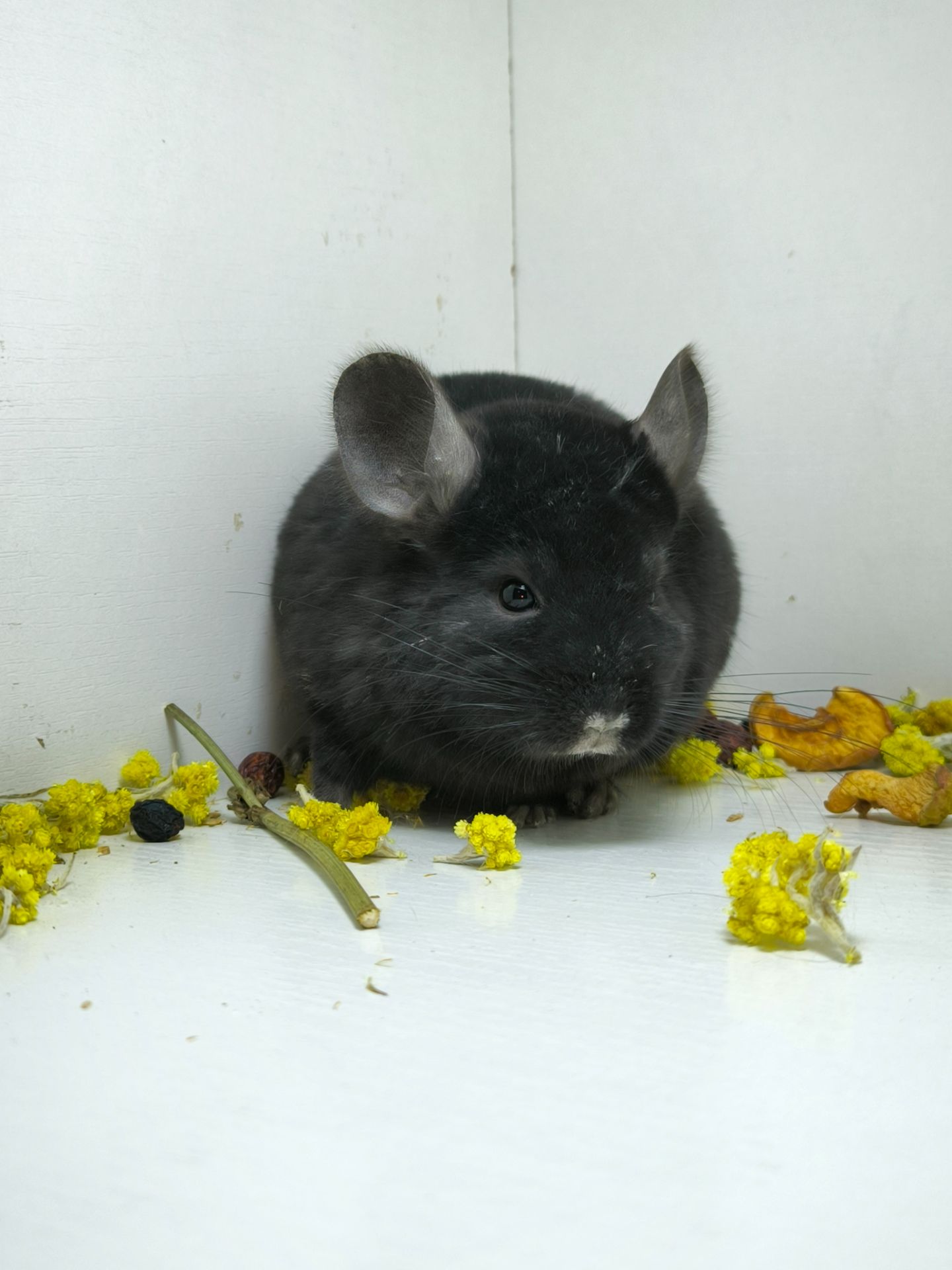 Дівчинка шиншила носій Ангори і фіолету