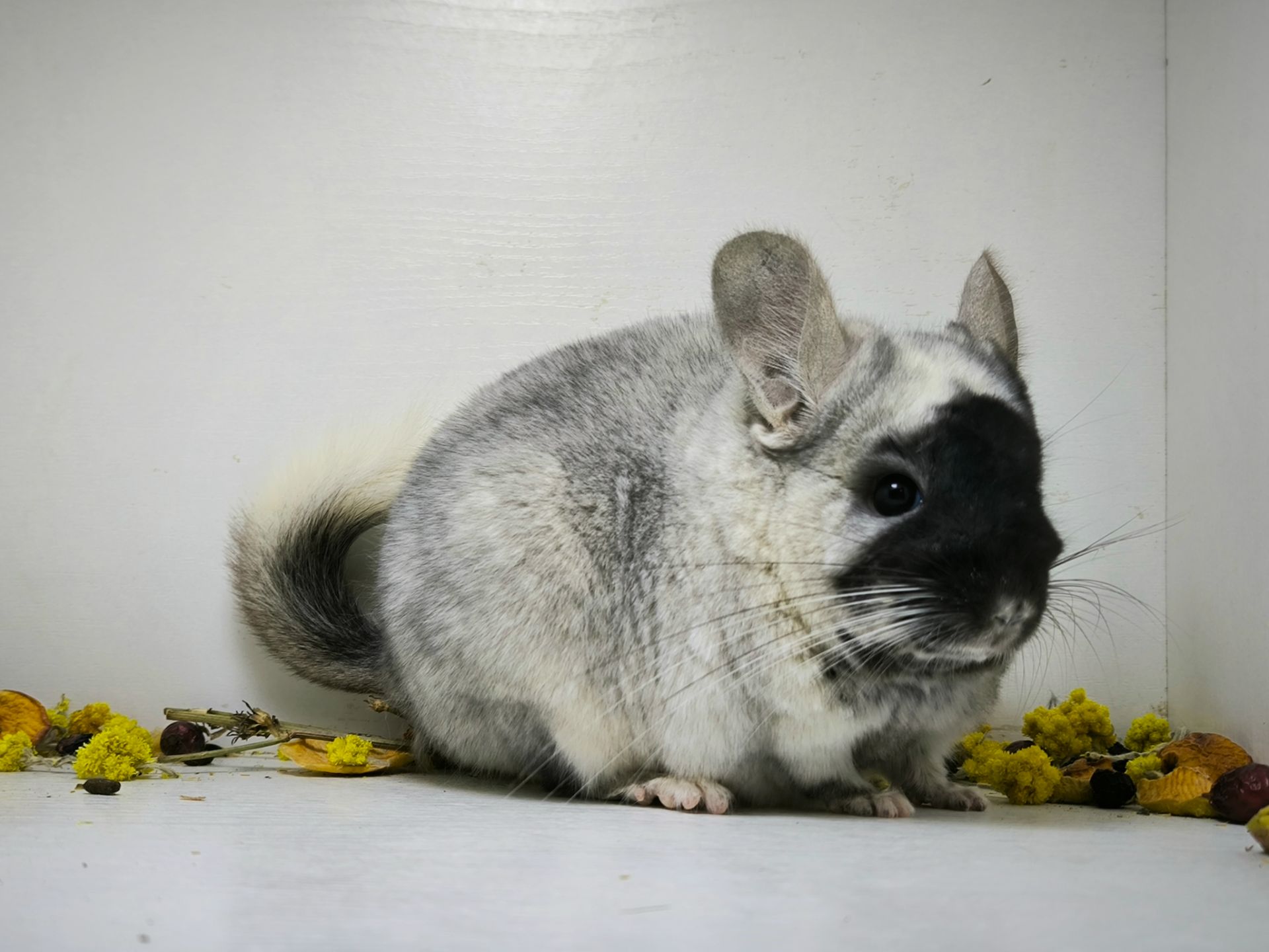 Білий оксамит шиншила, мозаїка