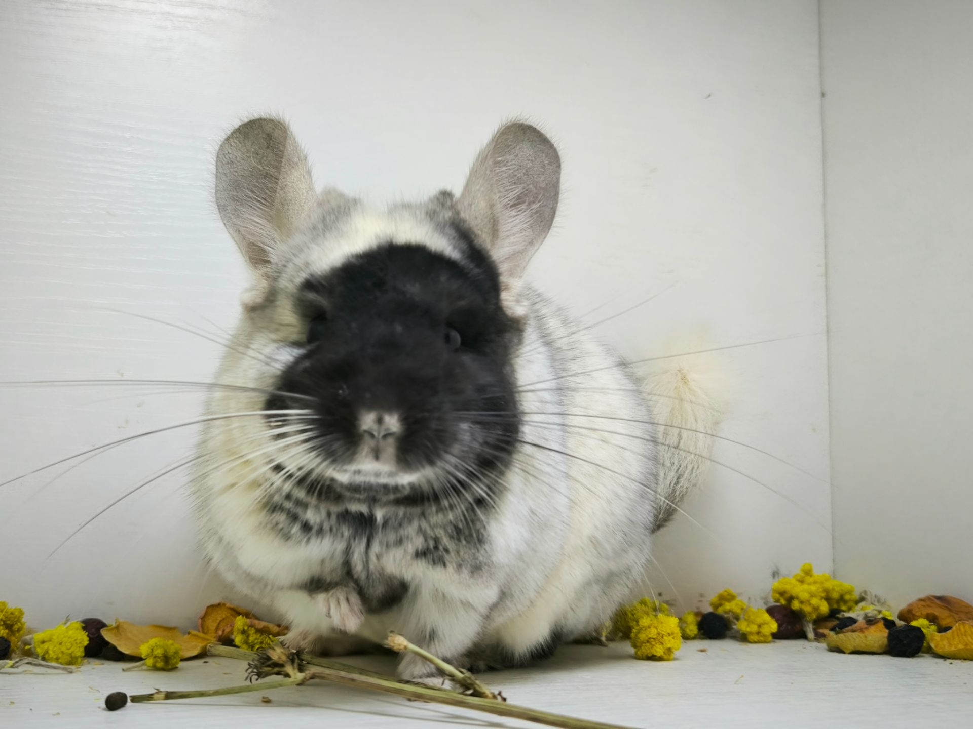 Білий оксамит шиншила, мозаїка