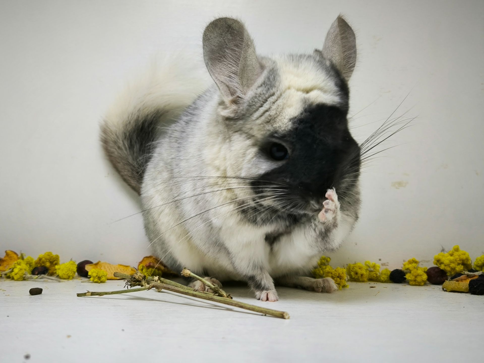 Білий оксамит шиншила, мозаїка