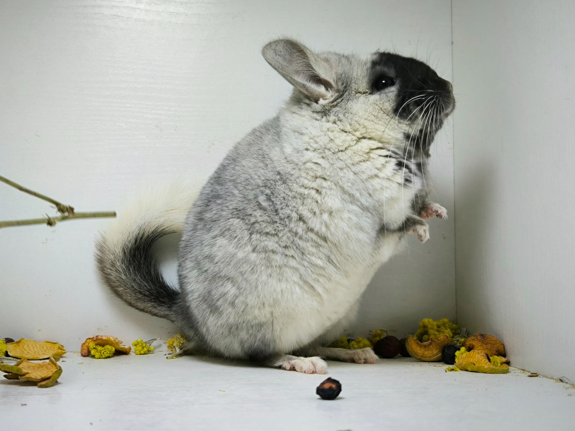 Білий оксамит шиншила, мозаїка