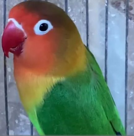 Масковые неразлучники