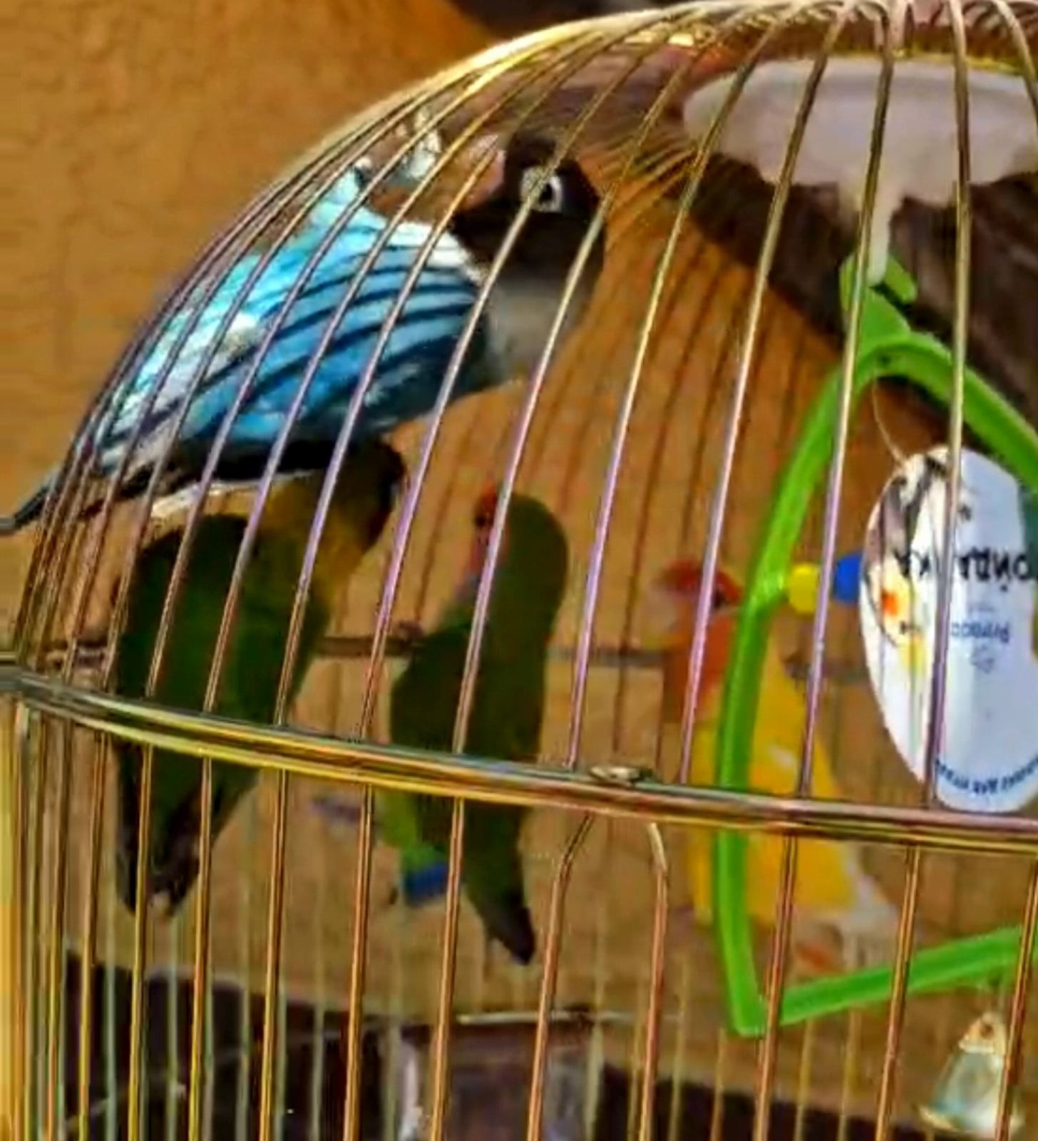 Масковые неразлучники