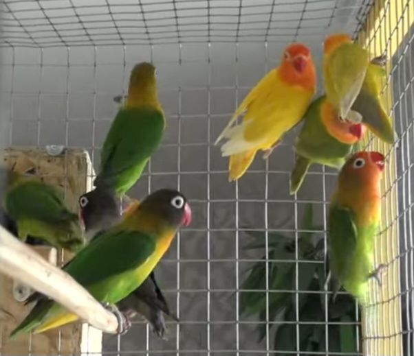 Масковые неразлучники