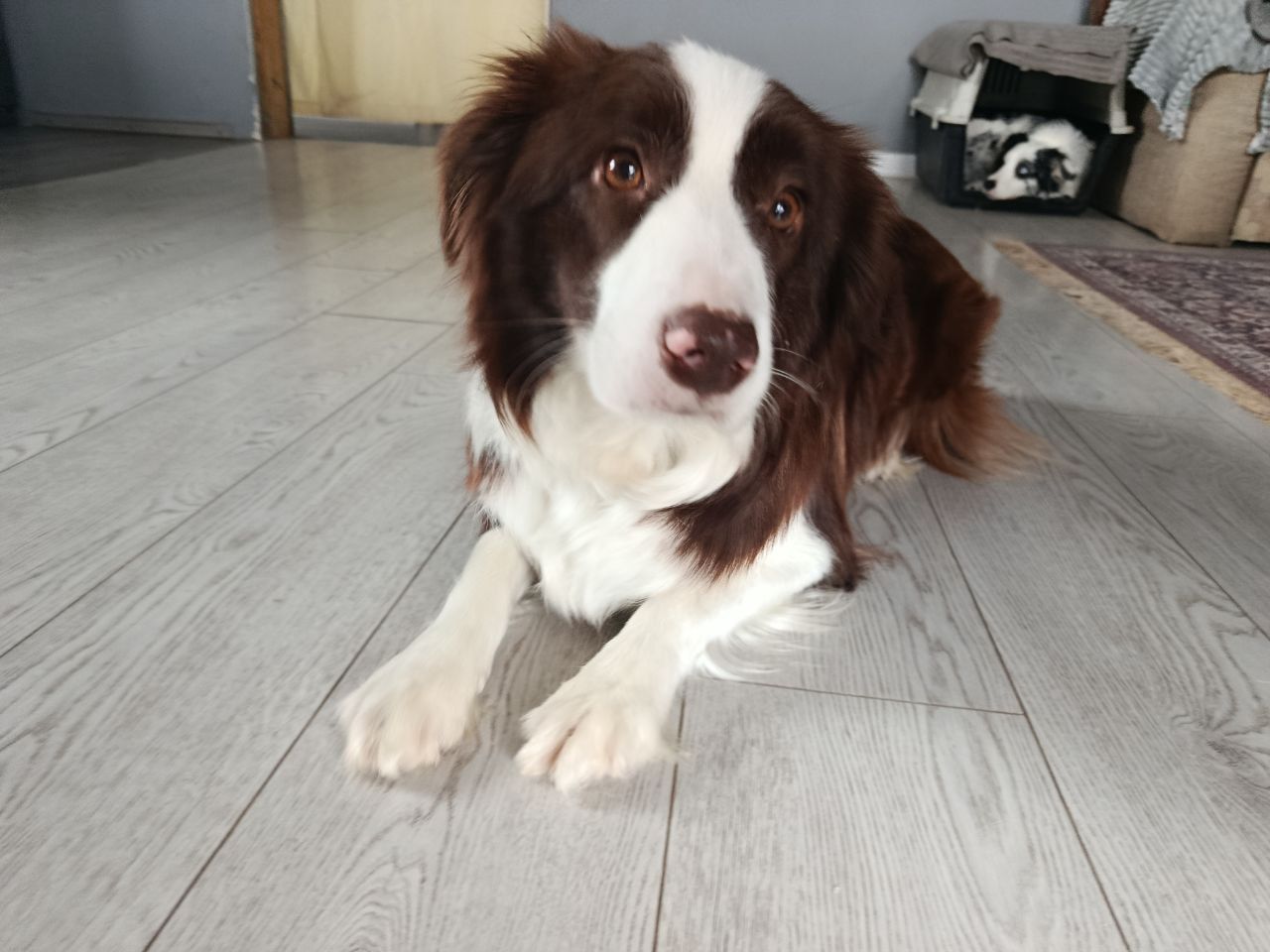 Дівчинка бордер коллі