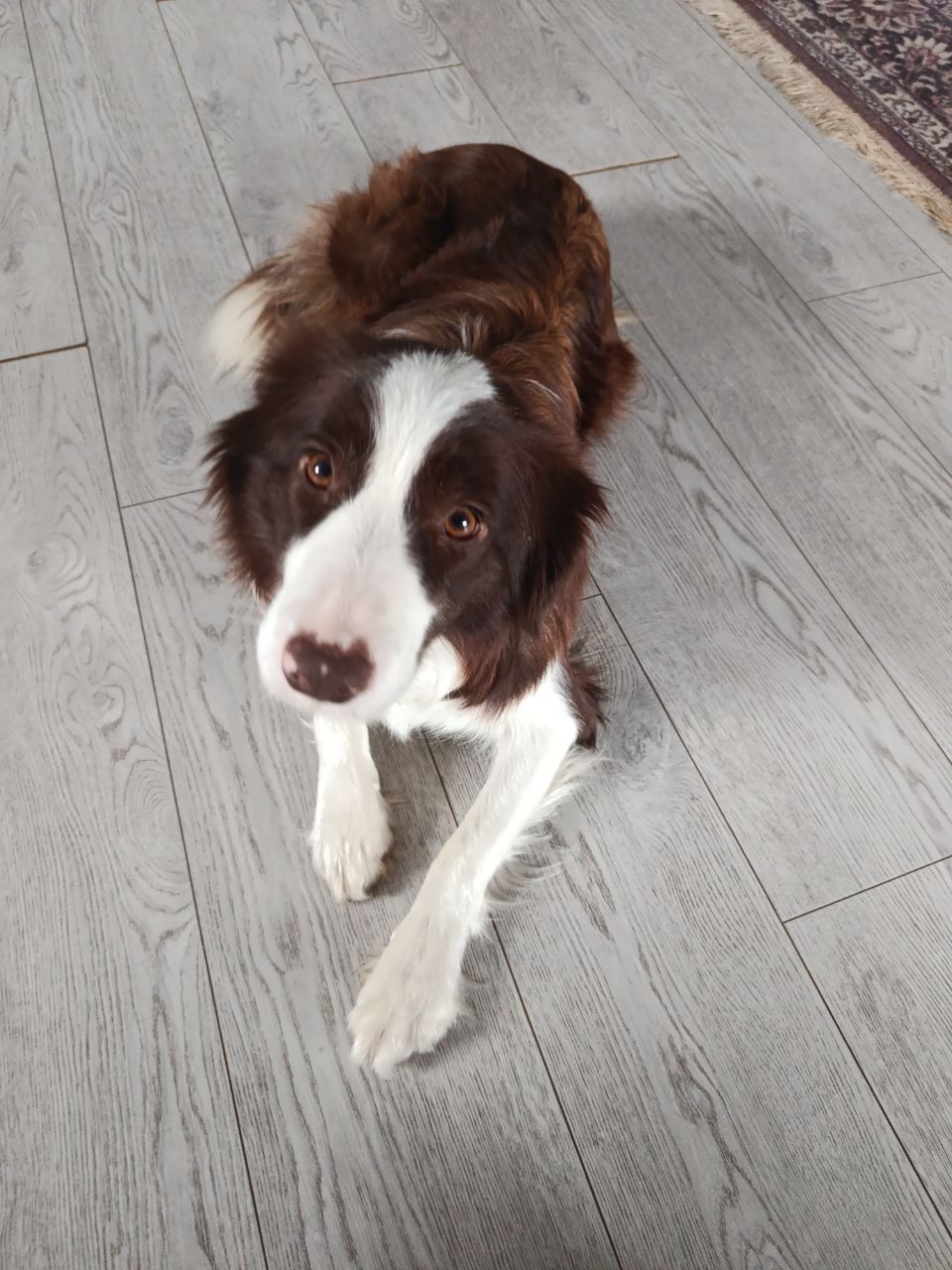 Дівчинка бордер коллі