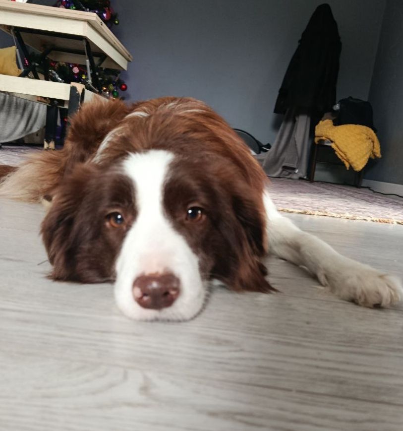 Дівчинка бордер коллі