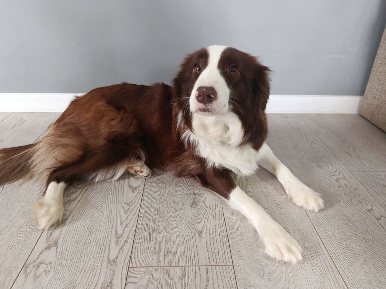 Дівчинка бордер коллі