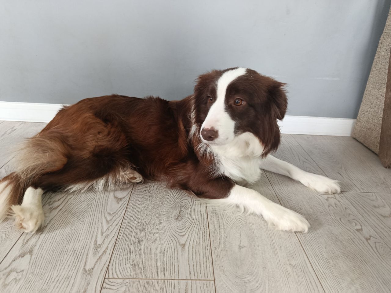 Дівчинка бордер коллі