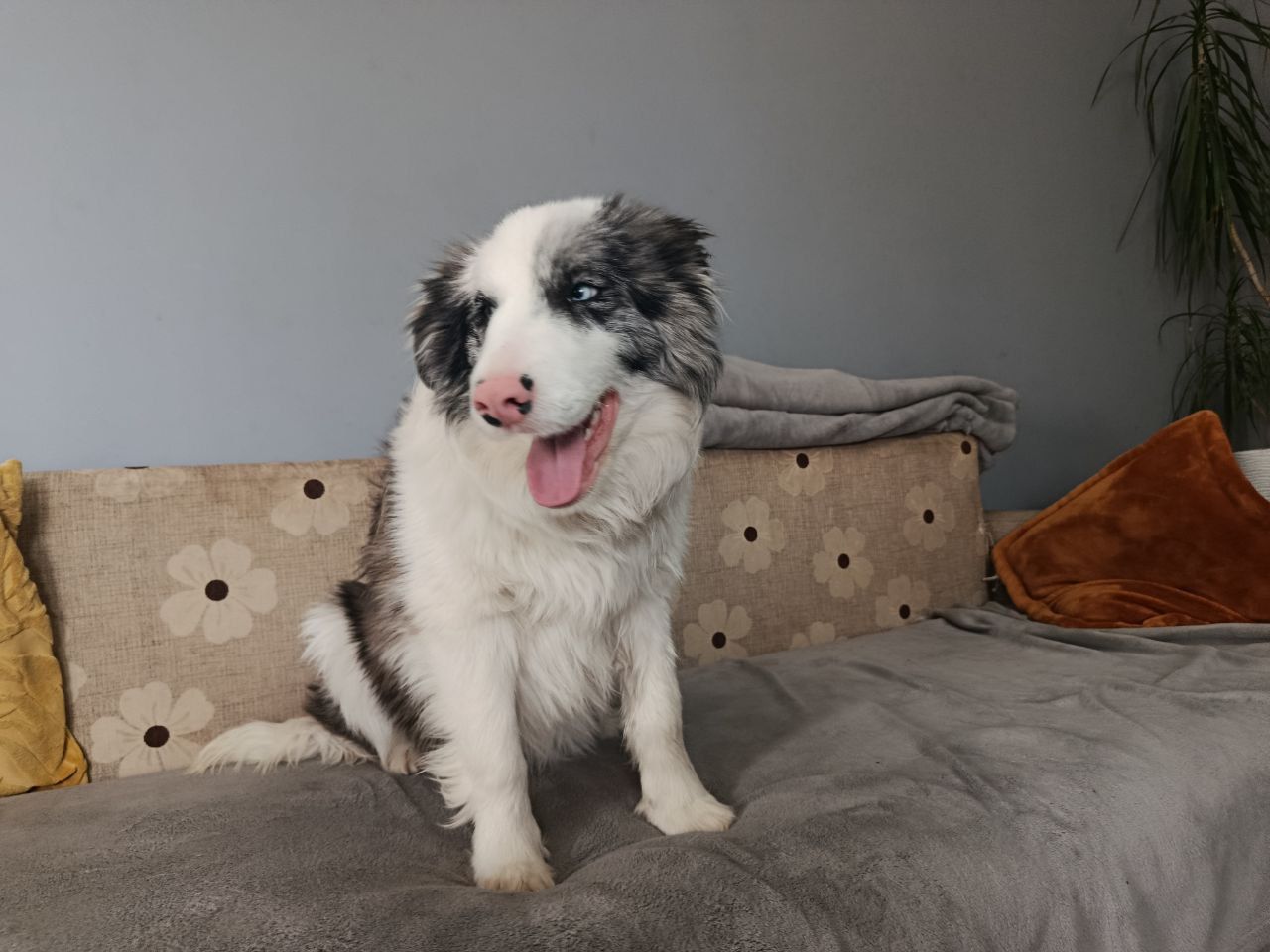 Цуцики бордер коллі, КСУ/FCI