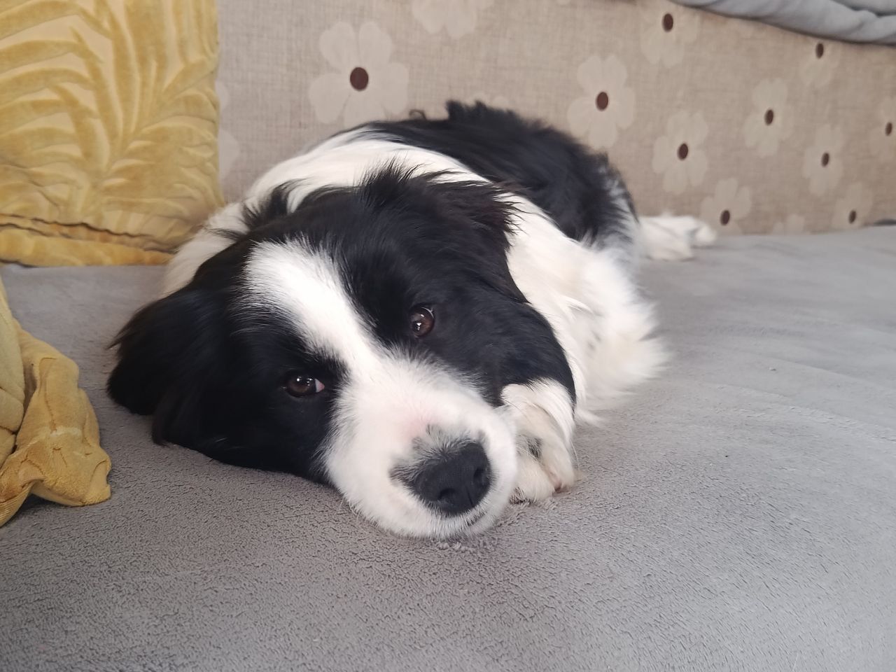 Цуцики бордер коллі, КСУ/FCI