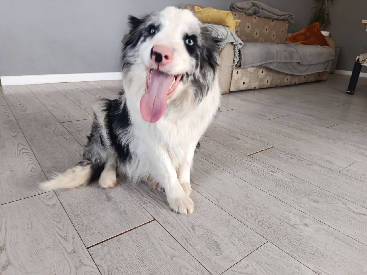 Цуцики бордер коллі, КСУ/FCI