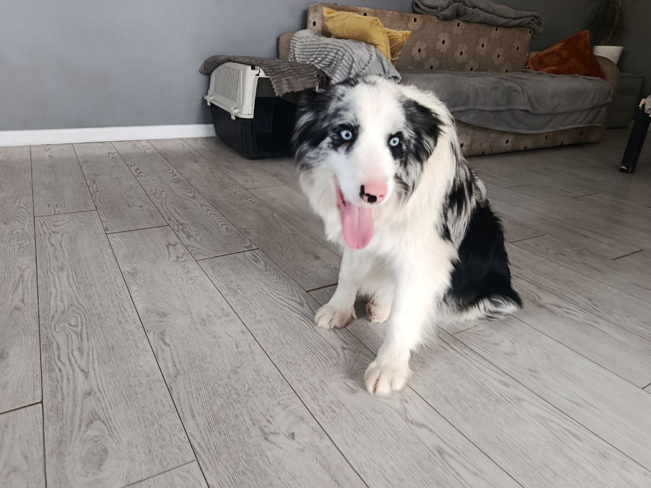 Цуцики бордер коллі, КСУ/FCI