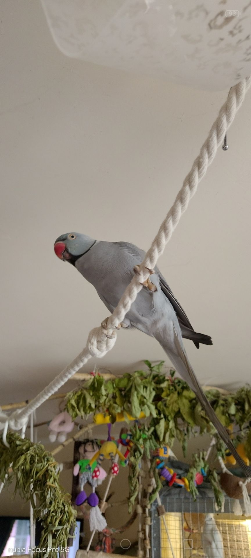 ПАРА Ожерелок