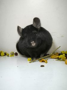 Дівчинка шиншила носій Ангори і фіолету